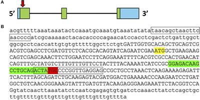 Pgrmc1 Knockout Impairs Oocyte Maturation in Zebrafish